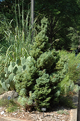 Chabo Yadori Hinoki Falsecypress (Chamaecyparis obtusa 'Chabo Yadori') at Lakeshore Garden Centres