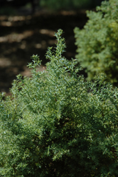 Chabo Yadori Hinoki Falsecypress (Chamaecyparis obtusa 'Chabo Yadori') at Lakeshore Garden Centres