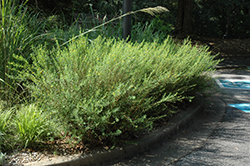 Shrubby Yellowcrest (Heimia salicifolia) at Lakeshore Garden Centres