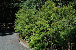 Southern Wax Myrtle (Myrica cerifera) at Lakeshore Garden Centres