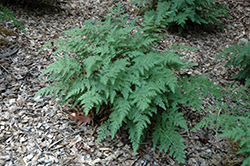 Braun's Spikemoss (Selaginella braunii) at Lakeshore Garden Centres