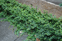 Creeping Fig (Ficus repens) at Lakeshore Garden Centres