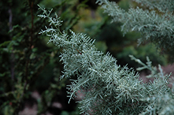 Chaparral Arizona Cypress (Cupressus arizonica 'Chaparral') at Lakeshore Garden Centres