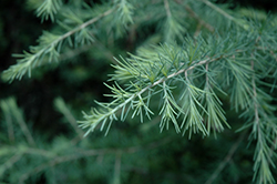Lime Glow Deodar Cedar (Cedrus deodara 'Lime Glow') at Lakeshore Garden Centres