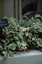 Fukurin Kadsura Vine (Kadsura japonica 'Fukurin') at Lakeshore Garden Centres