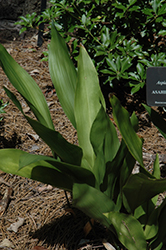 Asahi Cast Iron Plant (Aspidistra elatior 'Asahi') at Lakeshore Garden Centres