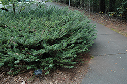 Japanese Plum Yew (Cephalotaxus harringtonia 'Drupacea') at Lakeshore Garden Centres