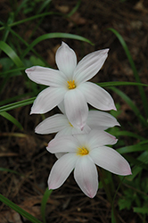 Rain Lily (Zephyranthes robusta) at Lakeshore Garden Centres
