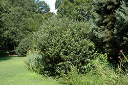 Pineapple Guava (Acca sellowiana) at Lakeshore Garden Centres