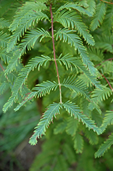 Little Lace Dawn Redwood (Metasequoia glyptostroboides 'Little Lace') at Lakeshore Garden Centres