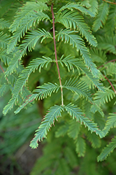 Little Lace Dawn Redwood (Metasequoia glyptostroboides 'Little Lace') at A Very Successful Garden Center