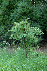 Little Lace Dawn Redwood (Metasequoia glyptostroboides 'Little Lace') at Lakeshore Garden Centres