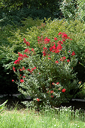 Victor Crapemyrtle (Lagerstroemia indica 'Victor') at Lakeshore Garden Centres