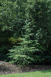 Lime Glow Deodar Cedar (Cedrus deodara 'Lime Glow') at Lakeshore Garden Centres