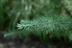 Mystic Ice Deodar Cedar (Cedrus deodara 'CDMTF1') at Lakeshore Garden Centres