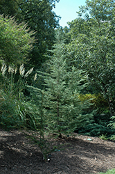 Mystic Ice Deodar Cedar (Cedrus deodara 'CDMTF1') at Lakeshore Garden Centres