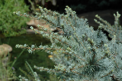 Horstmann Blue Atlas Cedar (Cedrus atlantica 'Horstmann') at Lakeshore Garden Centres