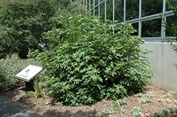 Common Fig (Ficus carica) at Lakeshore Garden Centres