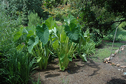Jack's Giant Elephant Ear (Colocasia esculenta 'Jack's Giant') at Lakeshore Garden Centres