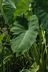 Jack's Giant Elephant Ear (Colocasia esculenta 'Jack's Giant') at Lakeshore Garden Centres