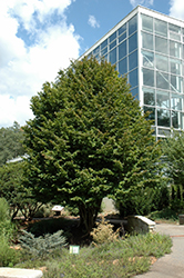 Lang Jujube (Ziziphus jujuba 'Lang') at Lakeshore Garden Centres