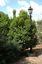 Aspire Holly (Ilex 'STBB') at Lakeshore Garden Centres