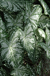 Florida Blizzard Caladium (Caladium 'Florida Blizzard') at Lakeshore Garden Centres