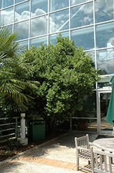 Banana Shrub (Magnolia figo) at Lakeshore Garden Centres