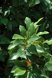 Banana Shrub (Magnolia figo) at Lakeshore Garden Centres