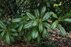 Greenback Magnolia (Magnolia grandiflora 'MGTIG') at Lakeshore Garden Centres