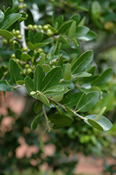 Yaupon Holly (Ilex vomitoria) at Lakeshore Garden Centres