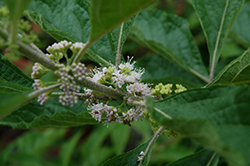 American Beautyberry (Callicarpa americana) at Lakeshore Garden Centres