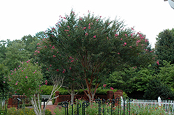 Watermelon Red Crapemyrtle (Lagerstroemia indica 'Watermelon Red') at Lakeshore Garden Centres
