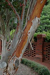 Watermelon Red Crapemyrtle (Lagerstroemia indica 'Watermelon Red') at Lakeshore Garden Centres