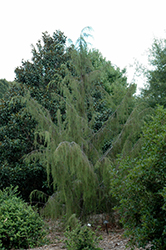 Hancock Weeping Redcedar (Juniperus virginiana 'Hancock Weeping') at Lakeshore Garden Centres