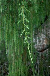 Hancock Weeping Redcedar (Juniperus virginiana 'Hancock Weeping') at Lakeshore Garden Centres