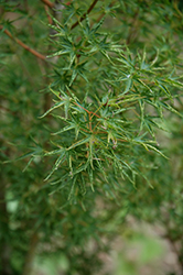 Okushimo Japanese Maple (Acer palmatum 'Okushimo') at Lakeshore Garden Centres