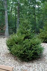 Hiba Arborvitae (Thujopsis dolabrata) at Lakeshore Garden Centres