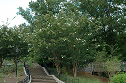 Sarah's Favorite Crapemyrtle (Lagerstroemia indica 'Sarah's Favorite') at Lakeshore Garden Centres