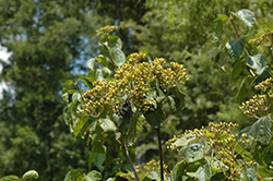 Michael Dodge Viburnum (Viburnum dilatatum 'Michael Dodge') at Lakeshore Garden Centres