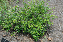 Shiny Blueberry (Vaccinium myrsinites) at Lakeshore Garden Centres