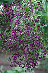Giant Ironweed (Vernonia gigantea) at Green Thumb Garden Centre