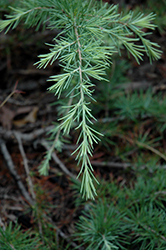 Golden Horizon Deodar Cedar (Cedrus deodara 'Golden Horizon') at Lakeshore Garden Centres