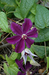 Marcelina Clematis (Clematis 'Marcelina') at Lakeshore Garden Centres
