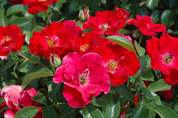 Thrive! Rose (Rosa 'SPRothrive') at Lakeshore Garden Centres