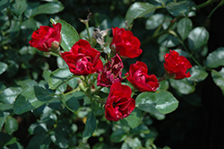 Greta's Got This Rose (Rosa 'Greta's Got This') at Lakeshore Garden Centres