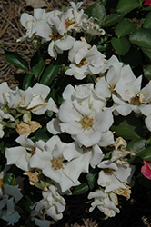 Look-A-Likes Apple Dapple Rose (Rosa 'Meiplumty') at Lakeshore Garden Centres