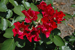 Look-A-Likes BougainFeelYa Rose (Rosa 'Meickinava') at Lakeshore Garden Centres