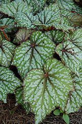 Jurassic Green Streak Begonia (Begonia 'Jurassic Green Streak') at Lakeshore Garden Centres