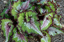 Jurassic Watermelon Begonia (Begonia 'Jurassic Watermelon') at Lakeshore Garden Centres